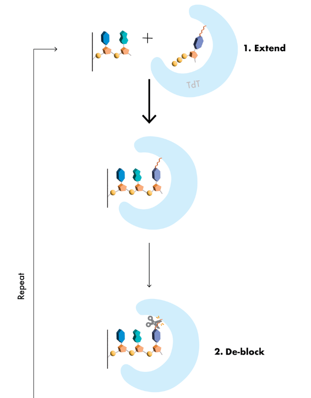 重新合成最长重大寡核苷酸，1005碱基，用于AAV载体，相关公司已获7320万美元融资
